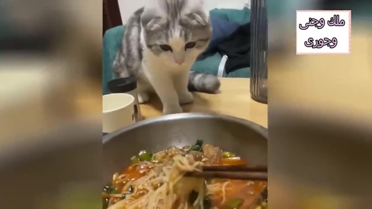 Funny kittens cuteness overloaded video