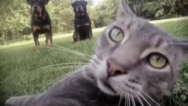 7 Fascinating Reasons People Like Cute Pet
