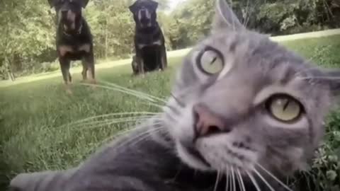 7 Fascinating Reasons People Like Cute Pet