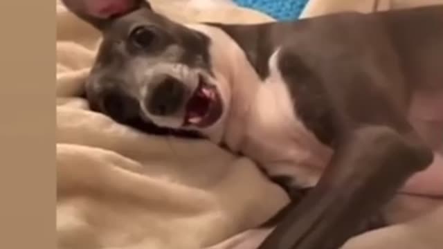 Funny cats and dogs videos