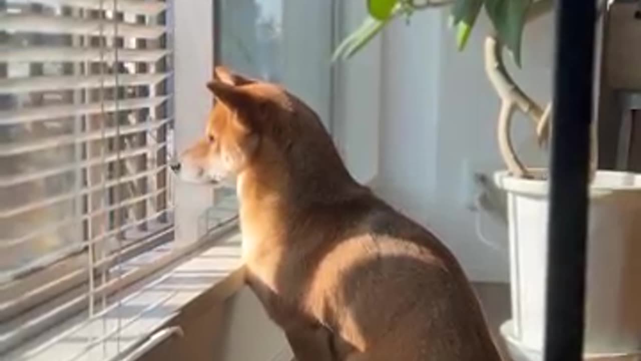 Shiba Inu Sings with sirens