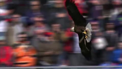 The bald eagle decided to make Paxton its landing spot