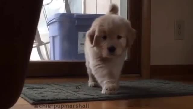 Por que você deve esquecer tudo o que aprendeu sobre cães