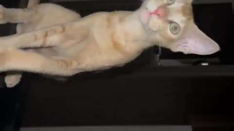 Funny cats and kittens video compilation 2024