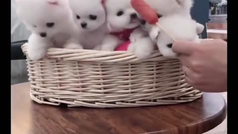 Best funny video #36