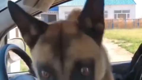 Animal video
