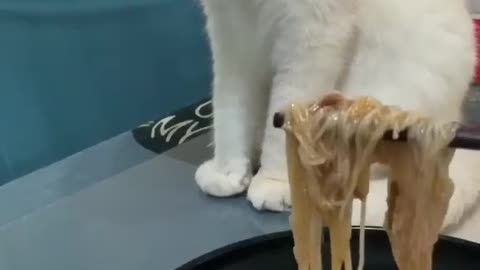Cat Eating food funny moments