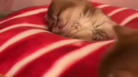 🙏❤🎉🎉🎉🎊🎊🎊️SWEET AND FUNNY ANIMALS SHOTS 🙏❤️❤️🎉🎉🎉🎊🎊🎊