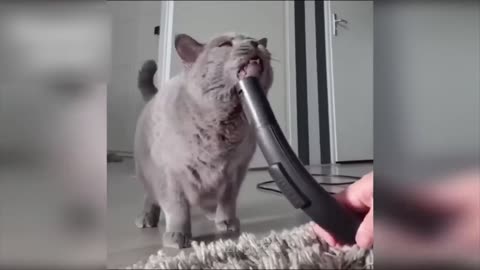 Funniest Cats and Dogs Videos 😺🐶 || 🥰😹 Hilarious Animal Compilation