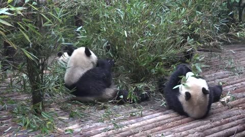 Very cute panda