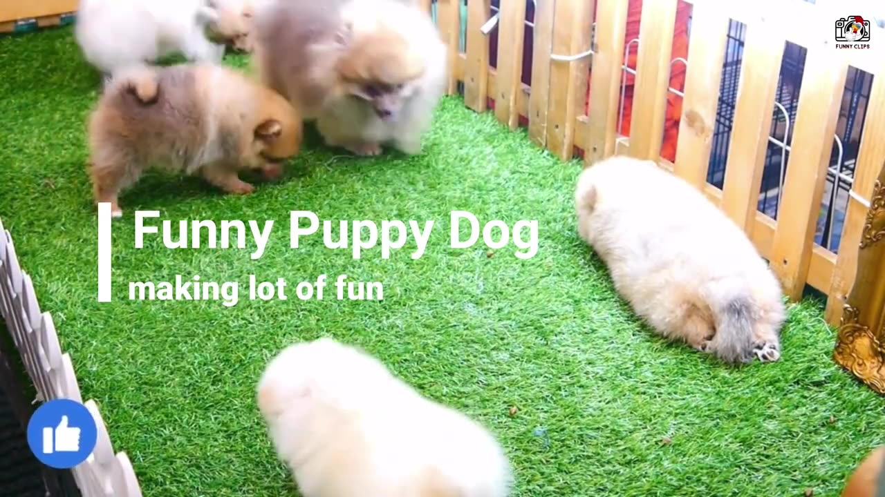 The Best Funny Cute and Doge Compilation #6