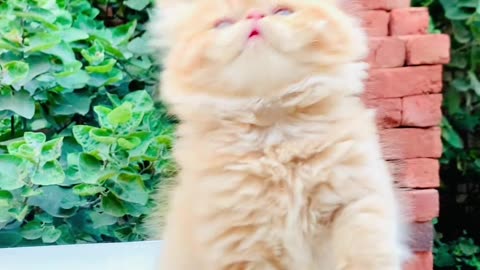 Beautiful Persian brown Expunch punch kitten 🐈