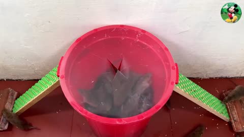 Best Mouse Traps | The most effective simple homemade mouse trap | Traps with plastic buckets