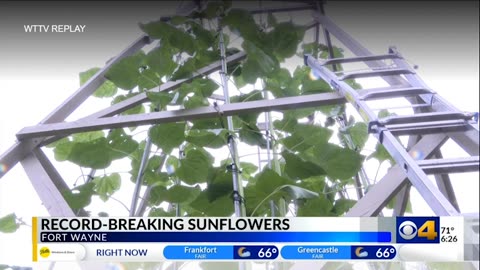 July 8, 2024 - Fort Wayne Man Attempts to Grow Another World Record Sunflower