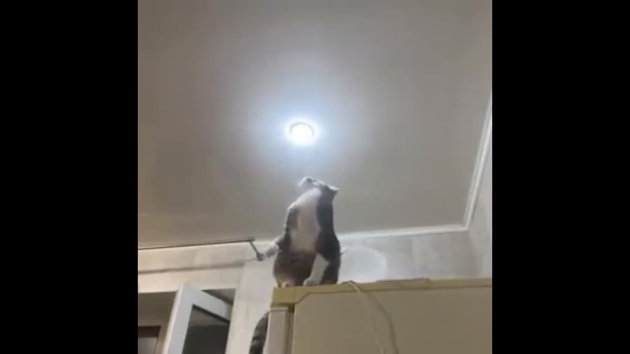 Power Expert Cat