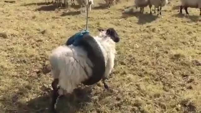 cute lamb swinging on a swing