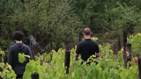 Vineyard Production