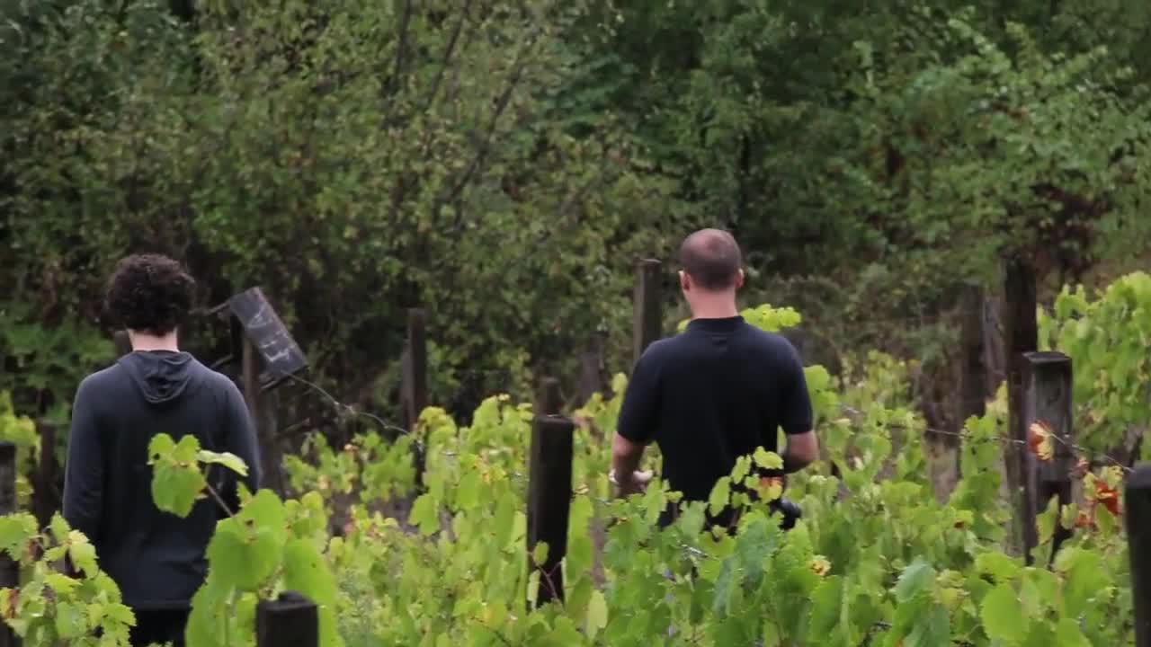 Vineyard Production