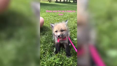 Funny Fox Compilation Video - Hilarious Foxes!