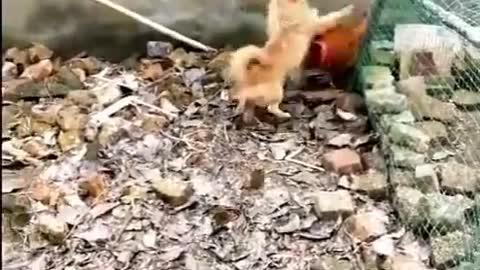 Chicken vs Dog- cutest fight ever!