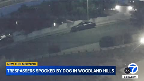Trespassers scared off by dog in Woodland Hills, video shows | ABC7 News