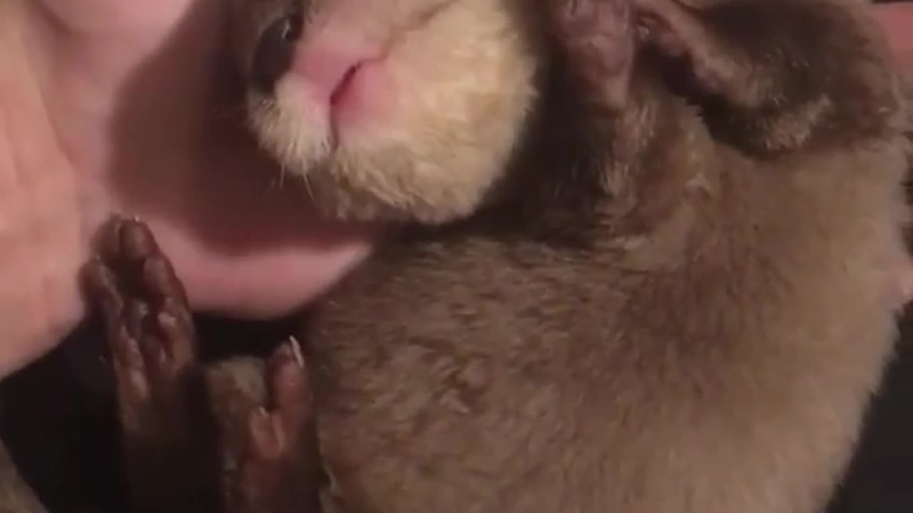 Funny animal videos|Cute animal videos |Funny dog&cat videos|Hilarious pet videos|Funny video