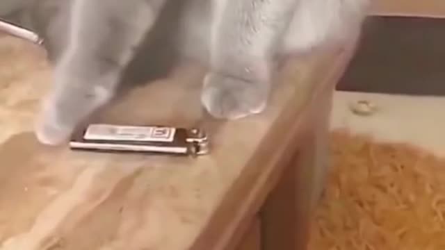 Baby Cats - Cute Funny Cats Videos Compilation
