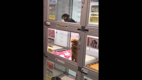 Funny animals