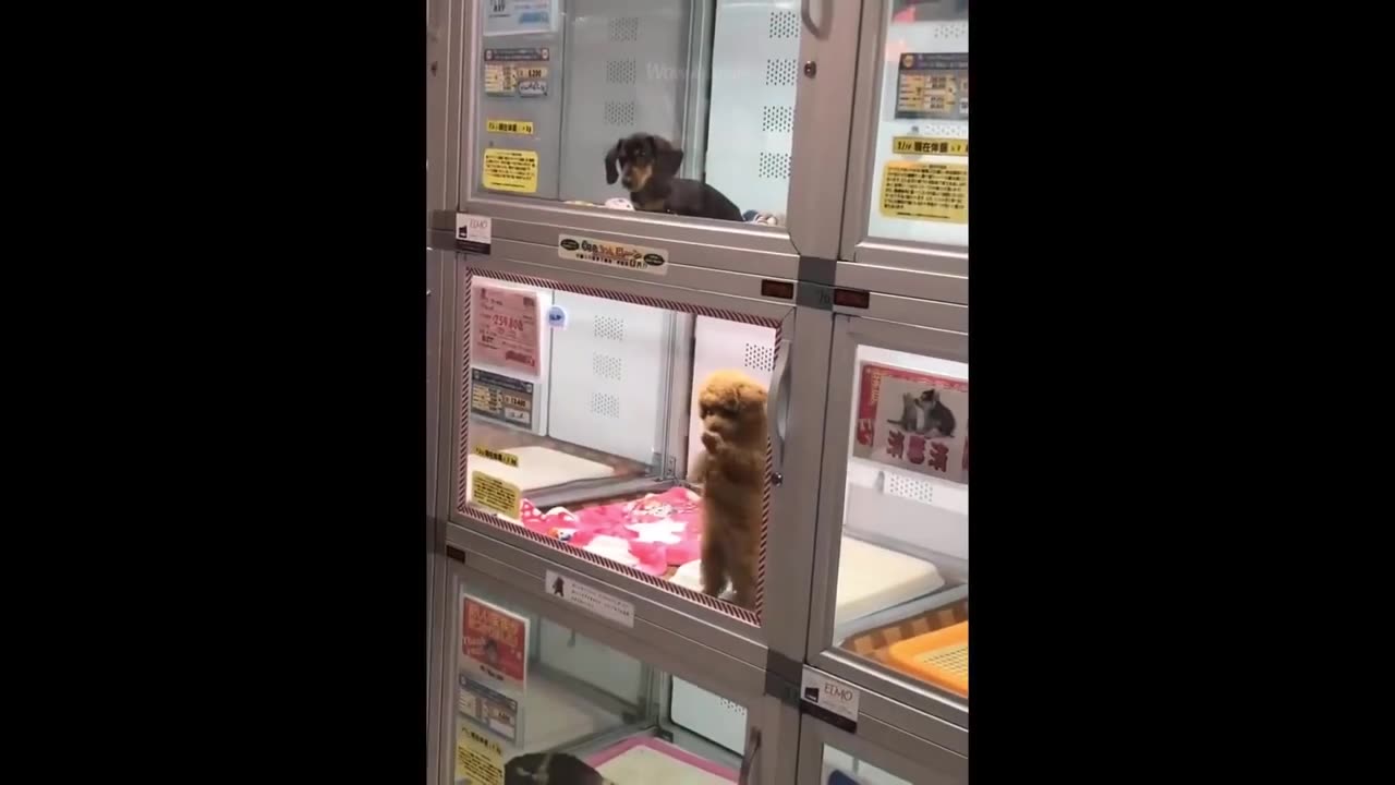Funny animals