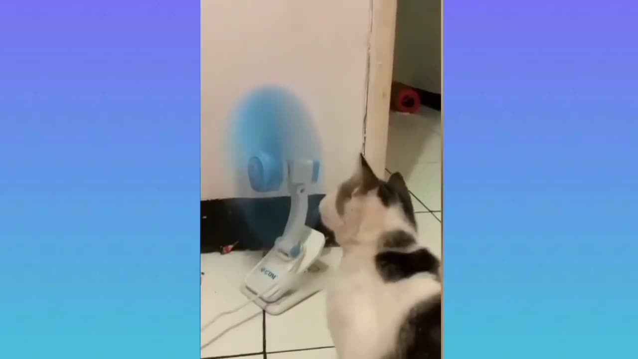 So amazing 😍 moments of animal/ funny cats funny dogs