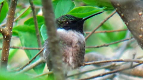 Hummingbird