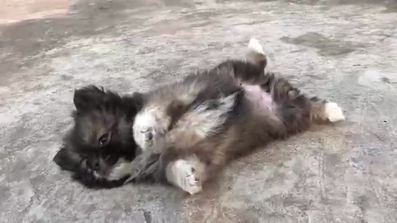 Cute puppy video