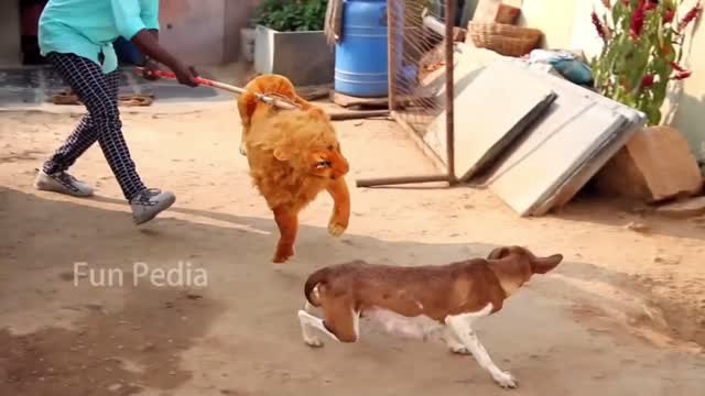 Foreign funny videos, pranks, daily laughter