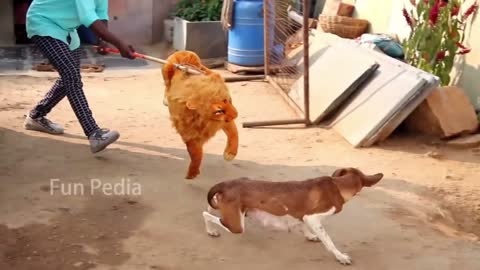 Foreign funny videos, pranks, daily laughter