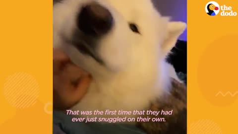The Cats At His daycare