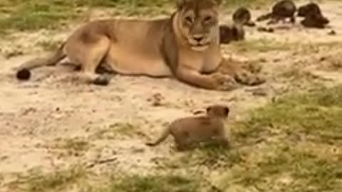 Newborn Lion Cub looking for mom