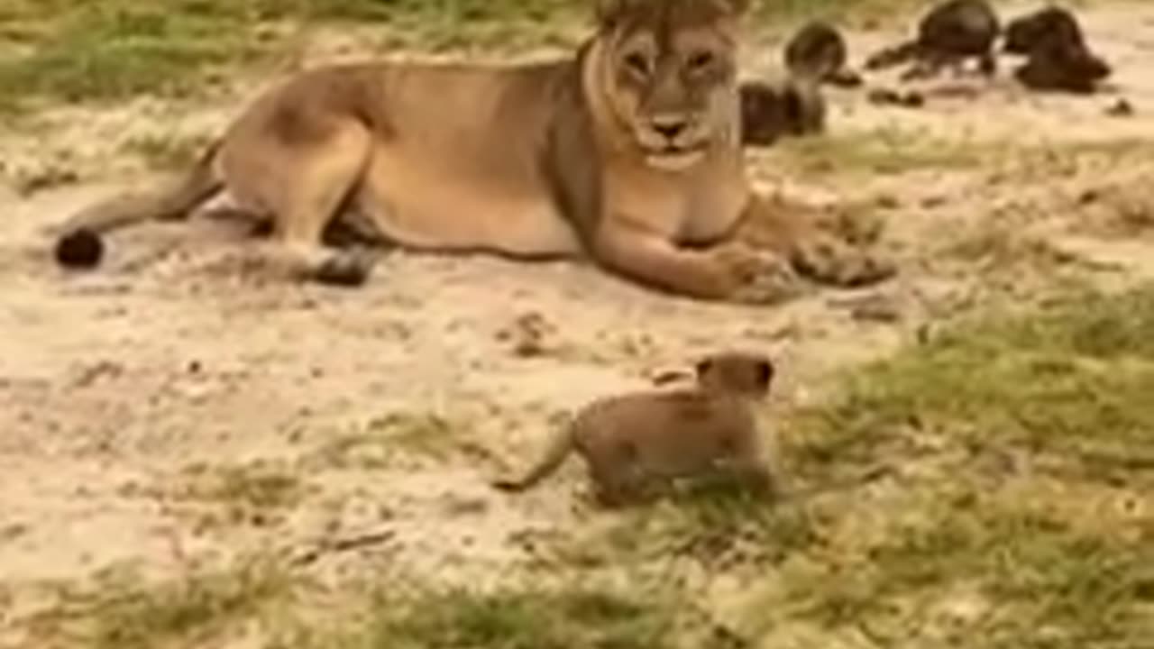 Newborn Lion Cub looking for mom