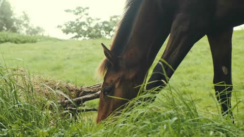 Beautiful horse feeding in the ranch