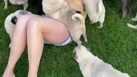 A herd of pugs attacks a girl with love and kisses