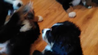 Bernese mountain puppies