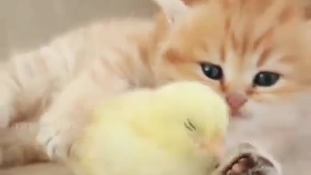Cute cat teddy cat, cute kitten videos🐱🐱🐱🐱