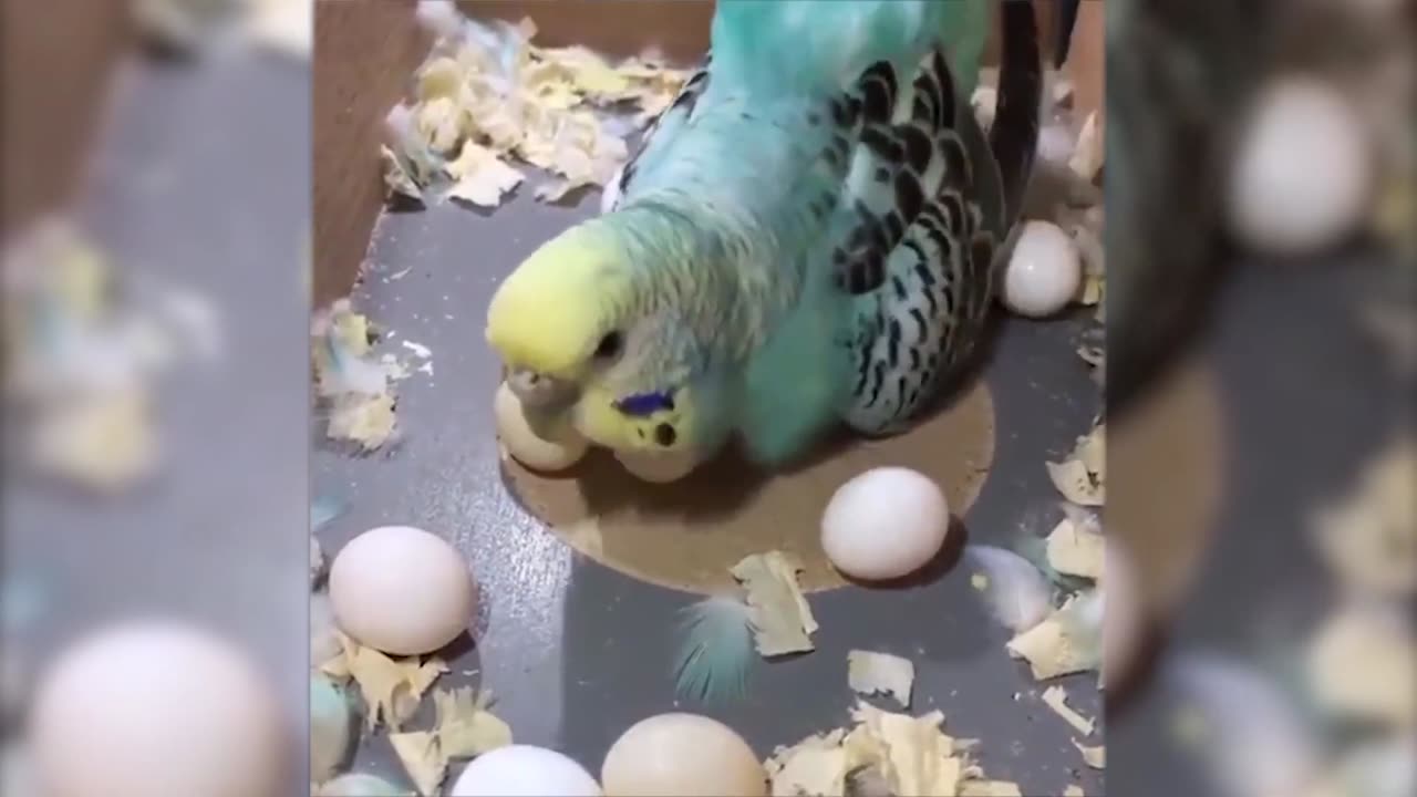 "Animals Being Hilarious: The Ultimate Cuteness Overload!"