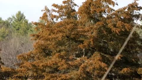Harrier Chasing Crow - Middlebury VT