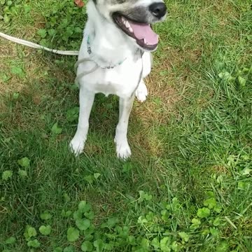 Pepper's progression from food lure to redirect exercise sit down focus cues