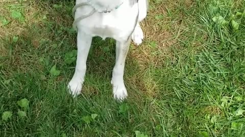 Pepper's progression from food lure to redirect exercise sit down focus cues