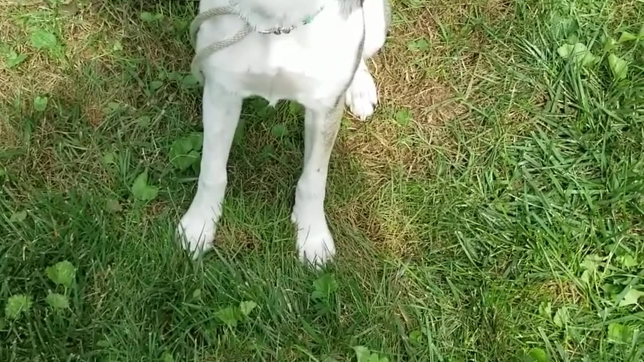 Pepper's progression from food lure to redirect exercise sit down focus cues