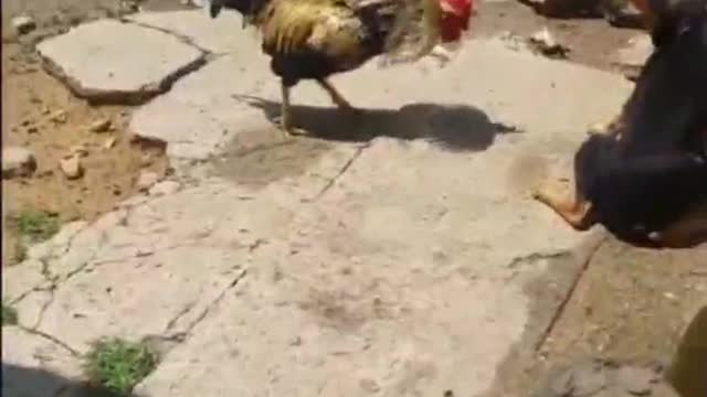 Who will win in the end when the chicken and the dog fight each other
