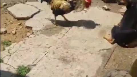 Who will win in the end when the chicken and the dog fight each other