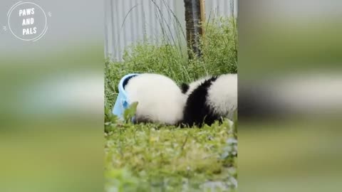 AWW SO CUTE!!! BABY PANDAS Playing With Zookeeper | Funny baby pandas | Baby panda falling