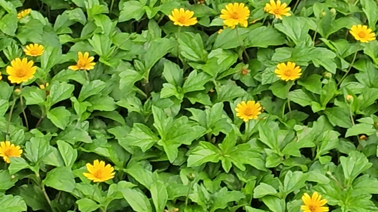 Flowers